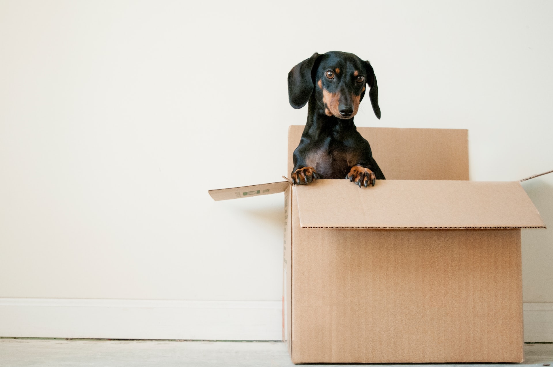 Dog in a move out box